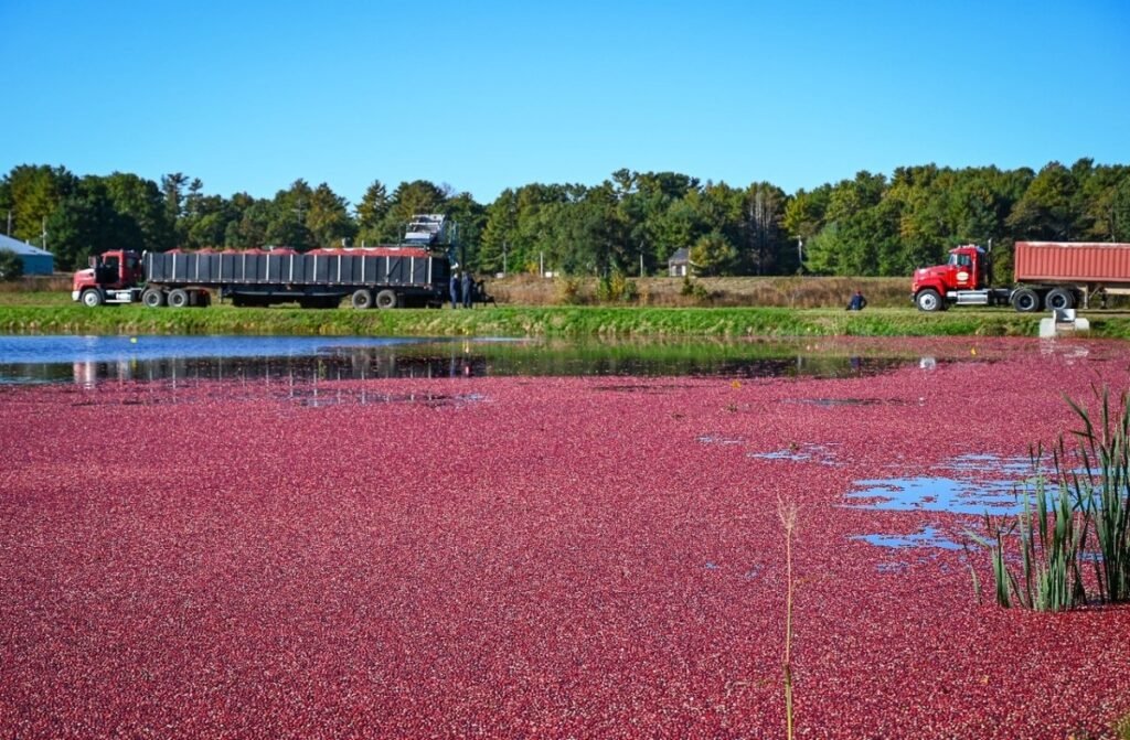 Cranberries incrementam a economia nacional
