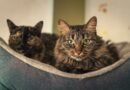 Elanco lança tratamento oral diário para diabetes felina