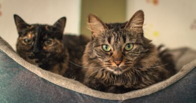 Elanco lança tratamento oral diário para diabetes felina