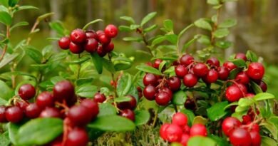 Cranberry: uma fruta repleta de benefícios para a saúde