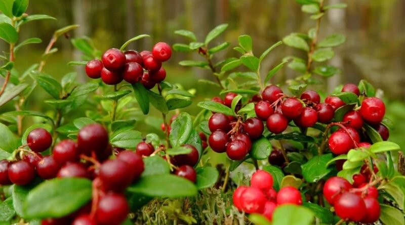 Cranberry: uma fruta repleta de benefícios para a saúde
