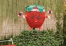 Festa de Flores e Morangos de Atibaia apresenta novidades