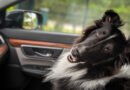 Turismo pet friendly ganha força nas estâncias paulistas