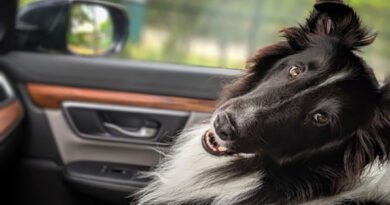 Turismo pet friendly ganha força nas estâncias paulistas