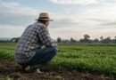 Produtor rural tem direito à prorrogação de dívida
