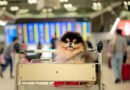 Viagem com pets: KAYAK revela desafios e oferece dicas