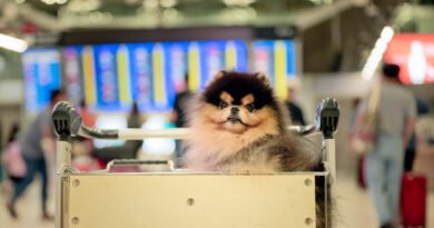 Viagem com pets: KAYAK revela desafios e oferece dicas