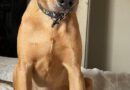 Falha em entrega leva à morte de cachorro
