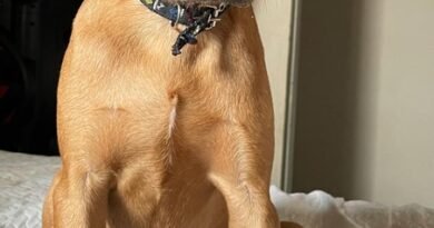 Falha em entrega leva à morte de cachorro