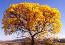 Dia da Árvore é comemorado em 21 de setembro