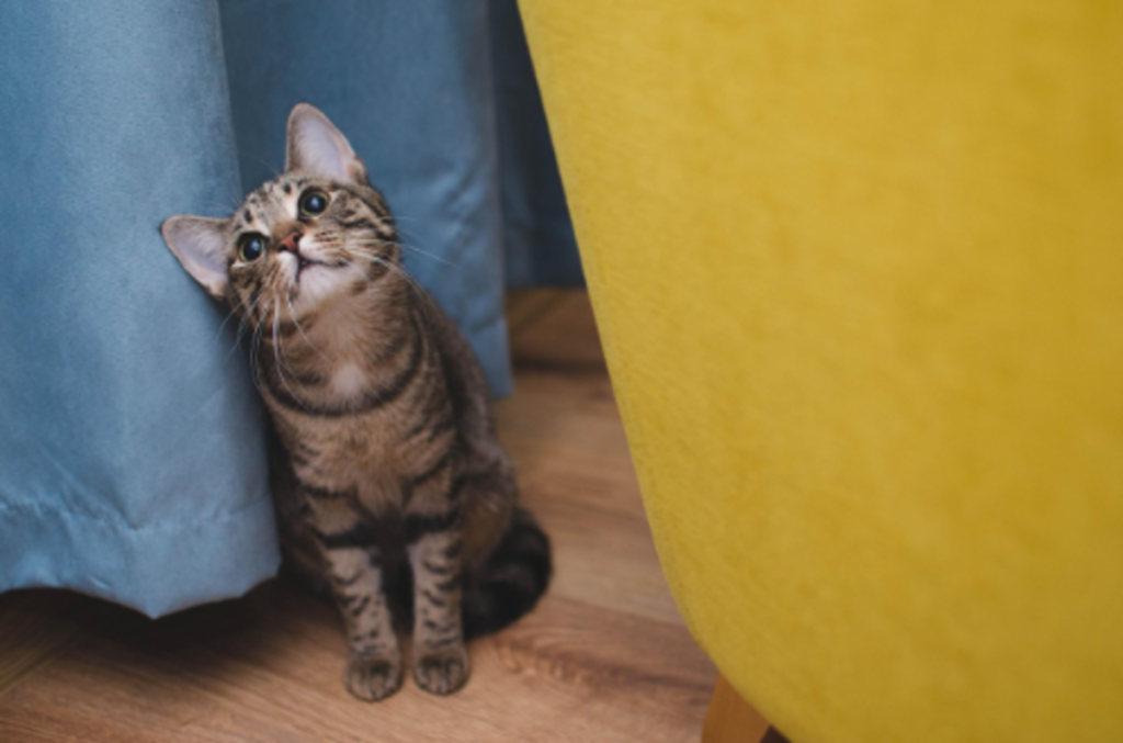 Veterinário online: quando buscar atendimento para o pet
