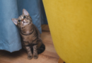 Veterinário online: quando buscar atendimento para o pet