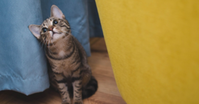 Veterinário online: quando buscar atendimento para o pet