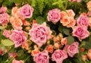 Festa de Flores e Morangos inicia nesta sexta
