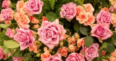 Festa de Flores e Morangos inicia nesta sexta