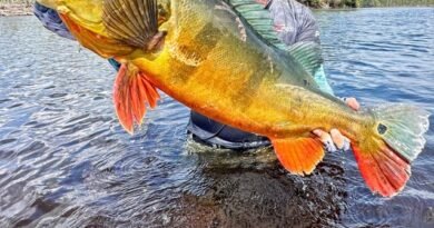 MLF anuncia entrada no Brasil em 2027