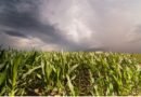 El Niño eleva desafio para a safra de verão