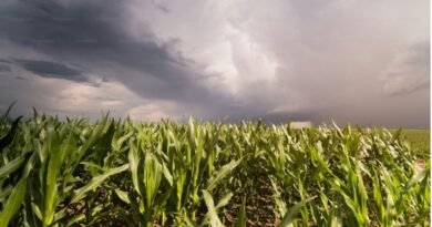 El Niño eleva desafio para a safra de verão