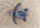 Indústria alagoana apoia conservação da fauna marinha