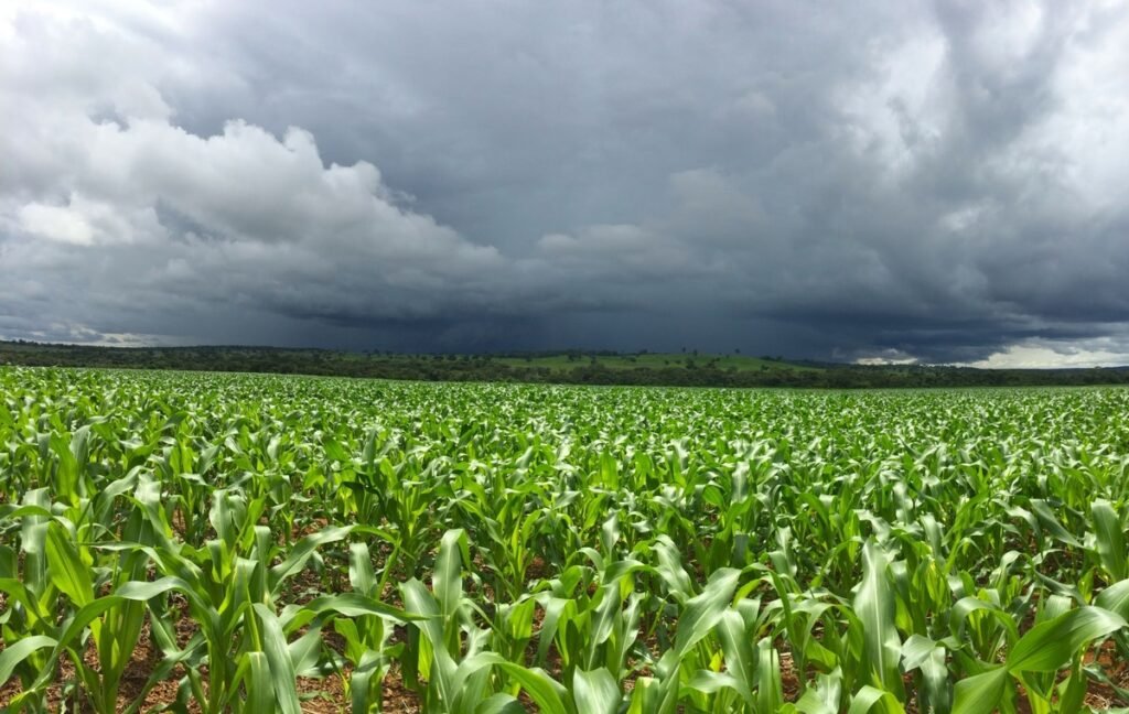 El Niño forte aumenta risco para o agronegócio