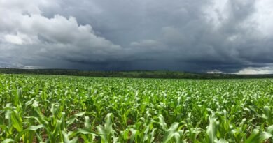 El Niño forte aumenta risco para o agronegócio