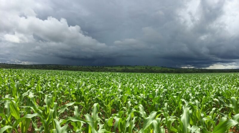 El Niño forte aumenta risco para o agronegócio