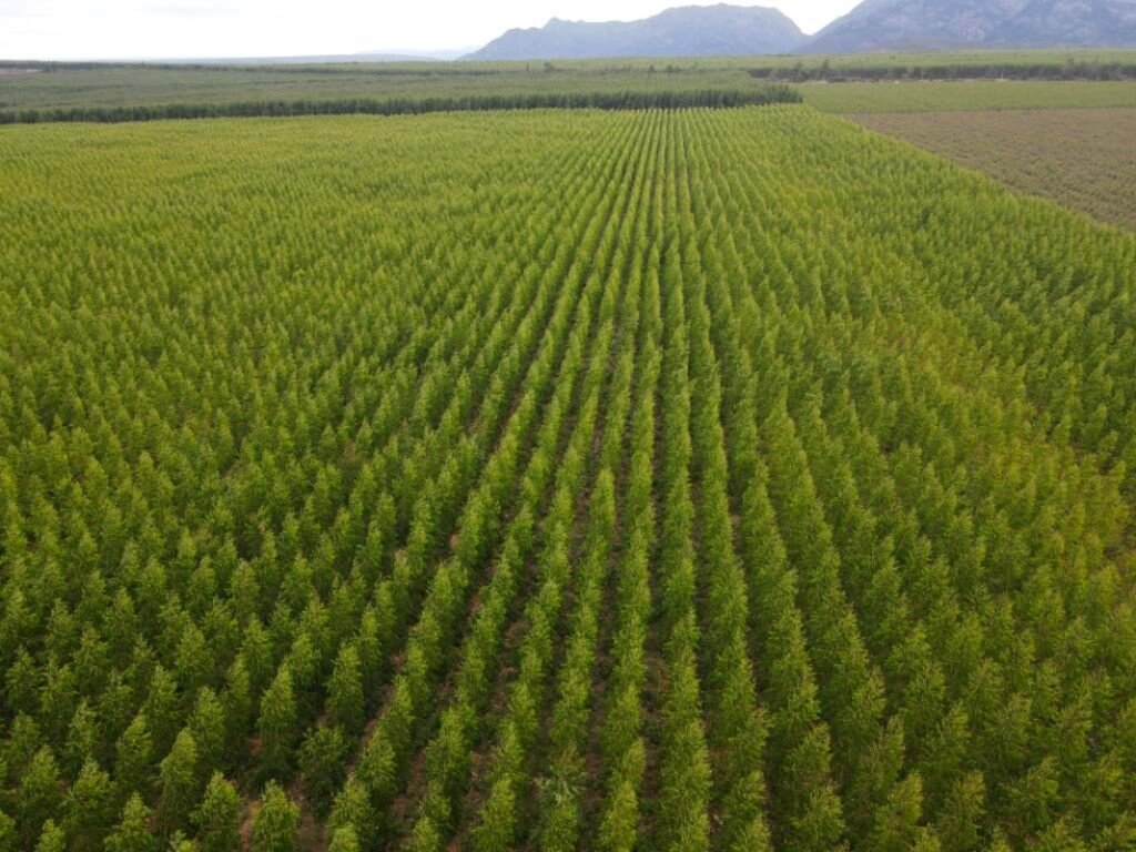 Madeira é destaque de MG na economia de baixo carbono
