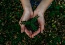 Future Climate abre a conta de restaurar 12 mil hectares