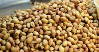 Pistaches oferecem benefícios para a saúde