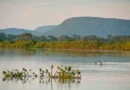 FOTO DE ARQUIVO - Novas áreas de proteção ambiental no Cerrado e no Pantanal. Parque Nacional do Pantanal. Foto: Palê Zuppani/ICMbio