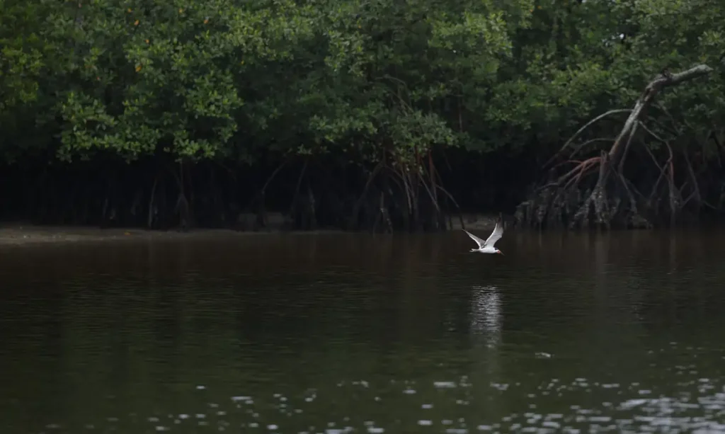 Paranaguá (PR), 18/05/2026 – Manguezal na Baía de Paranaguá, área da Grande Reserva da Mata Atlêntica, onde ocorre monitoramento por pesquisadores do Programa de Recuperação da Biodiversidade Marinha (Rebimar). Foto: Fernando Frazão/Agência Brasil