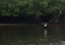 Paranaguá (PR), 18/05/2026 – Manguezal na Baía de Paranaguá, área da Grande Reserva da Mata Atlêntica, onde ocorre monitoramento por pesquisadores do Programa de Recuperação da Biodiversidade Marinha (Rebimar). Foto: Fernando Frazão/Agência Brasil