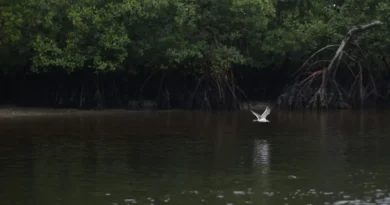 Paranaguá (PR), 18/05/2026 – Manguezal na Baía de Paranaguá, área da Grande Reserva da Mata Atlêntica, onde ocorre monitoramento por pesquisadores do Programa de Recuperação da Biodiversidade Marinha (Rebimar). Foto: Fernando Frazão/Agência Brasil