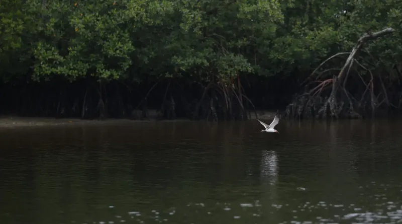 Paranaguá (PR), 18/05/2026 – Manguezal na Baía de Paranaguá, área da Grande Reserva da Mata Atlêntica, onde ocorre monitoramento por pesquisadores do Programa de Recuperação da Biodiversidade Marinha (Rebimar). Foto: Fernando Frazão/Agência Brasil
