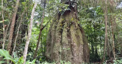 Brasília (DF), 02/09/2026 – Floresta Amazônica conservada em Caracaraí (RR) - Floresta Amazônica conservada em Caracaraí Foto: Fabíola Sinimbú/Agência Brasil
