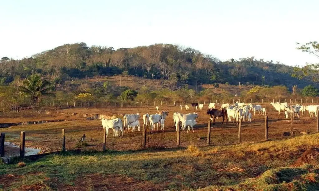 animais, pasto, gado