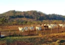 animais, pasto, gado