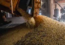 Colheita de soja, soja, grãos