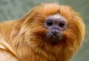 A campanha pelo mico-leão-dourado foi uma das 27 moções aprovadas no CBUC, considerado o maior evento da América Latina sobre meio ambiente e áreas protegidas