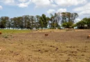 Bagé (RS), 23/02/2023 - Área de região afetada pela estiagem no Rio Grande do Sul. O governo federal deve oficializar medidas para enfrentamento da seca que atinge os municípios gaúchos.