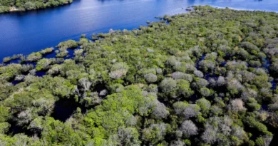 Manaus, AM 06/07/2024 Cenas da Amazônia. Floresta margeada pelo Rio Negro Foto: Fabio Rodrigues-Pozzebom