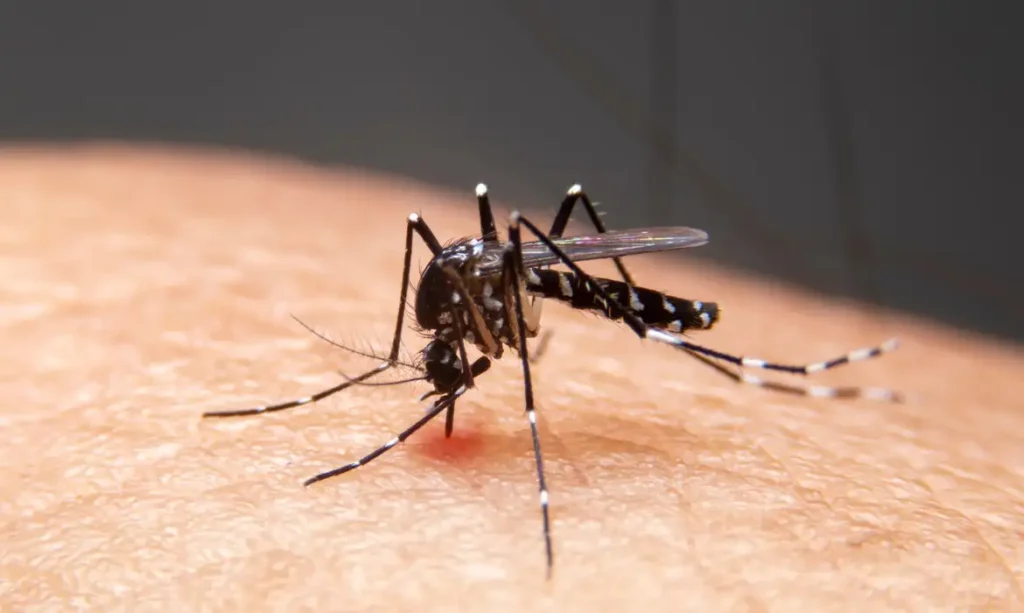 Mosquitos listrados estão sugando sangue na pele humana. Mosquitos são transmissores da dengue e da malária. A dengue é muito comum durante a estação chuvosa. Foto: witsawat/ Adobe Stock