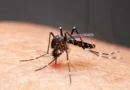 Mosquitos listrados estão sugando sangue na pele humana. Mosquitos são transmissores da dengue e da malária. A dengue é muito comum durante a estação chuvosa. Foto: witsawat/ Adobe Stock