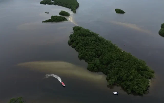 Paranaguá (PR), 18/05/2026 – Manguezal na Baía de Paranaguá, área da Grande Reserva da Mata Atlêntica, onde ocorre monitoramento por pesquisadores do Programa de Recuperação da Biodiversidade Marinha (Rebimar). Foto: Fernando Frazão/Agência Brasil