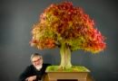 Curitiba terá maior evento de bonsai do Brasil