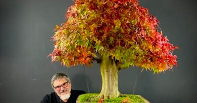 Curitiba terá maior evento de bonsai do Brasil