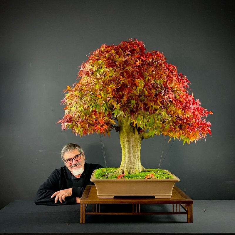 Curitiba terá maior evento de bonsai do Brasil